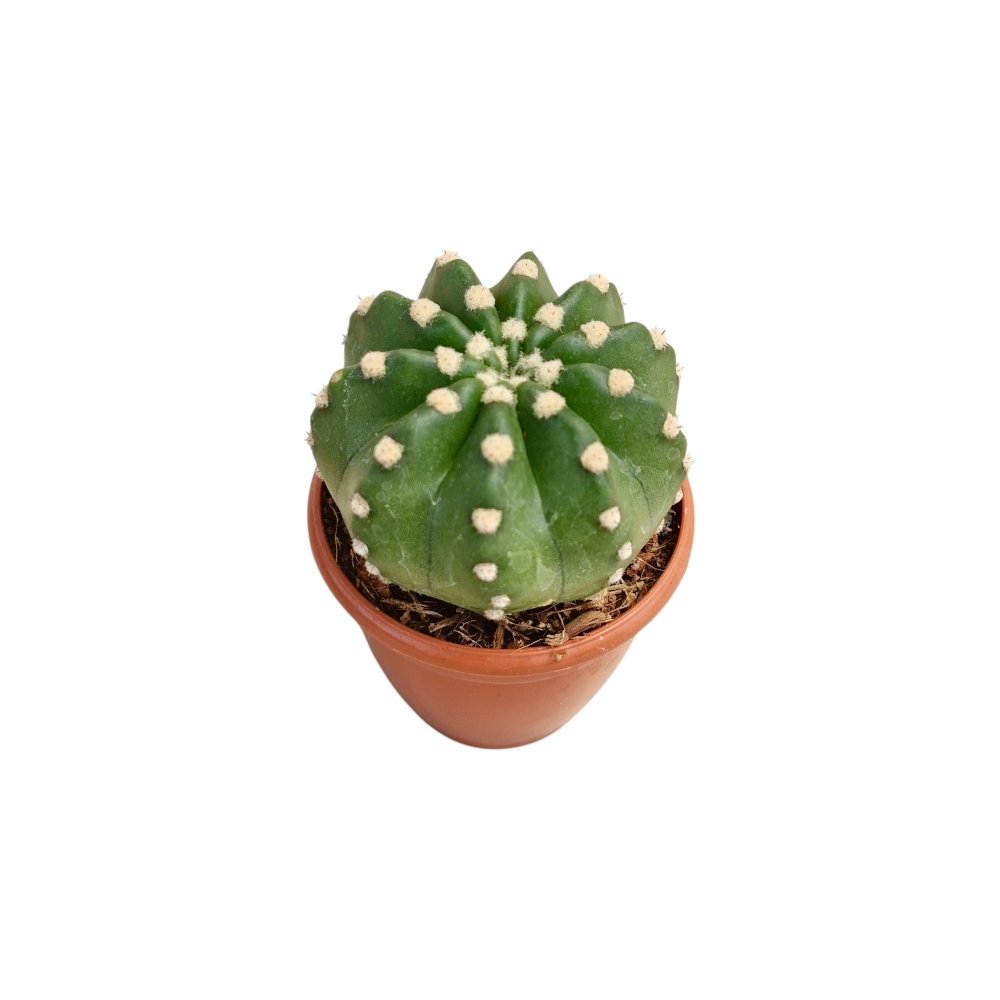 Echinopsis subdenudata – Domino Cactus (Rare Spineless Beauty) - Image 3
