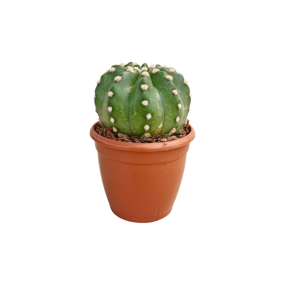 Echinopsis subdenudata – Domino Cactus (Rare Spineless Beauty) - Image 2