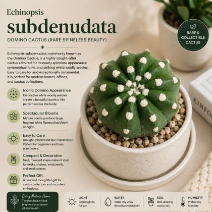 Echinopsis subdenudata – Domino Cactus (Rare Spineless Beauty)