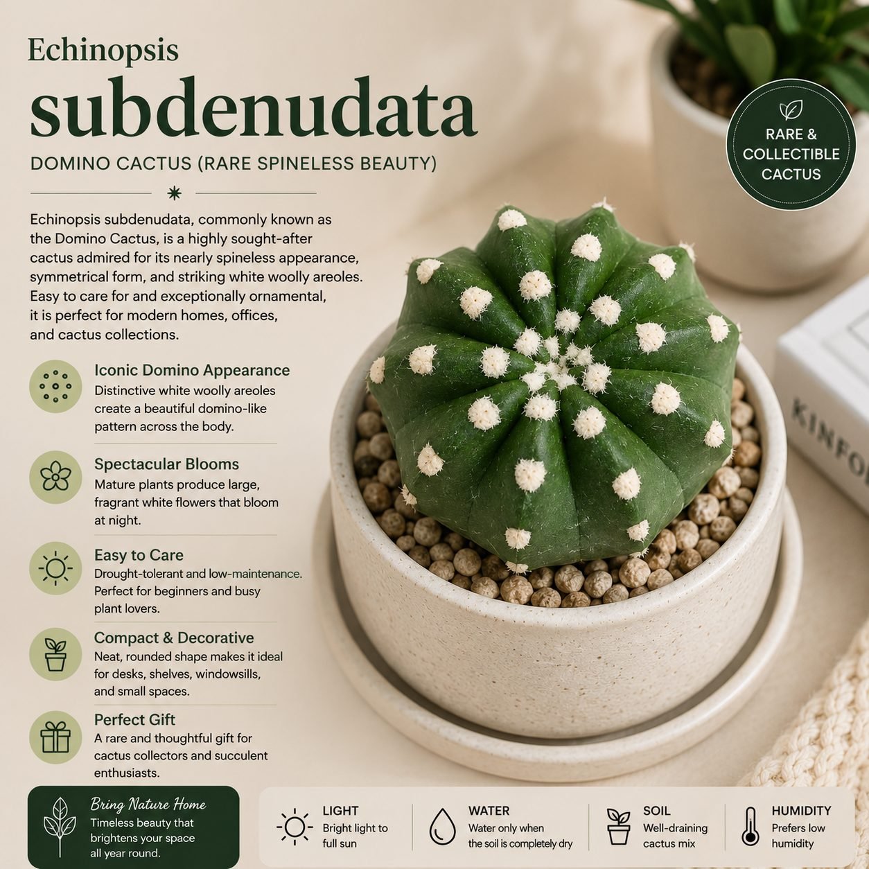 Echinopsis subdenudata – Domino Cactus (Rare Spineless Beauty)