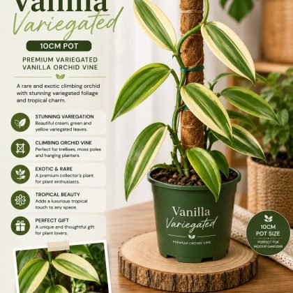 Vanilla Variegated Plant – 10 cm Pot - Premium Variegated Vanilla Orchid Vine