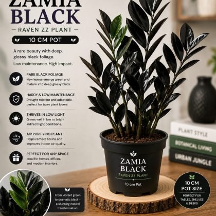 Zamia Black – 10 cm Pot - Premium Black ZZ Plant (Raven ZZ Plant)