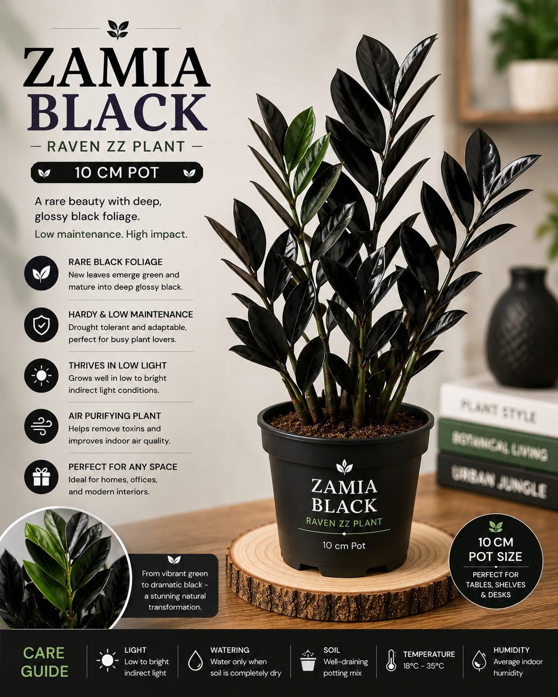 Zamia Black – 10 cm Pot - Premium Black ZZ Plant (Raven ZZ Plant)