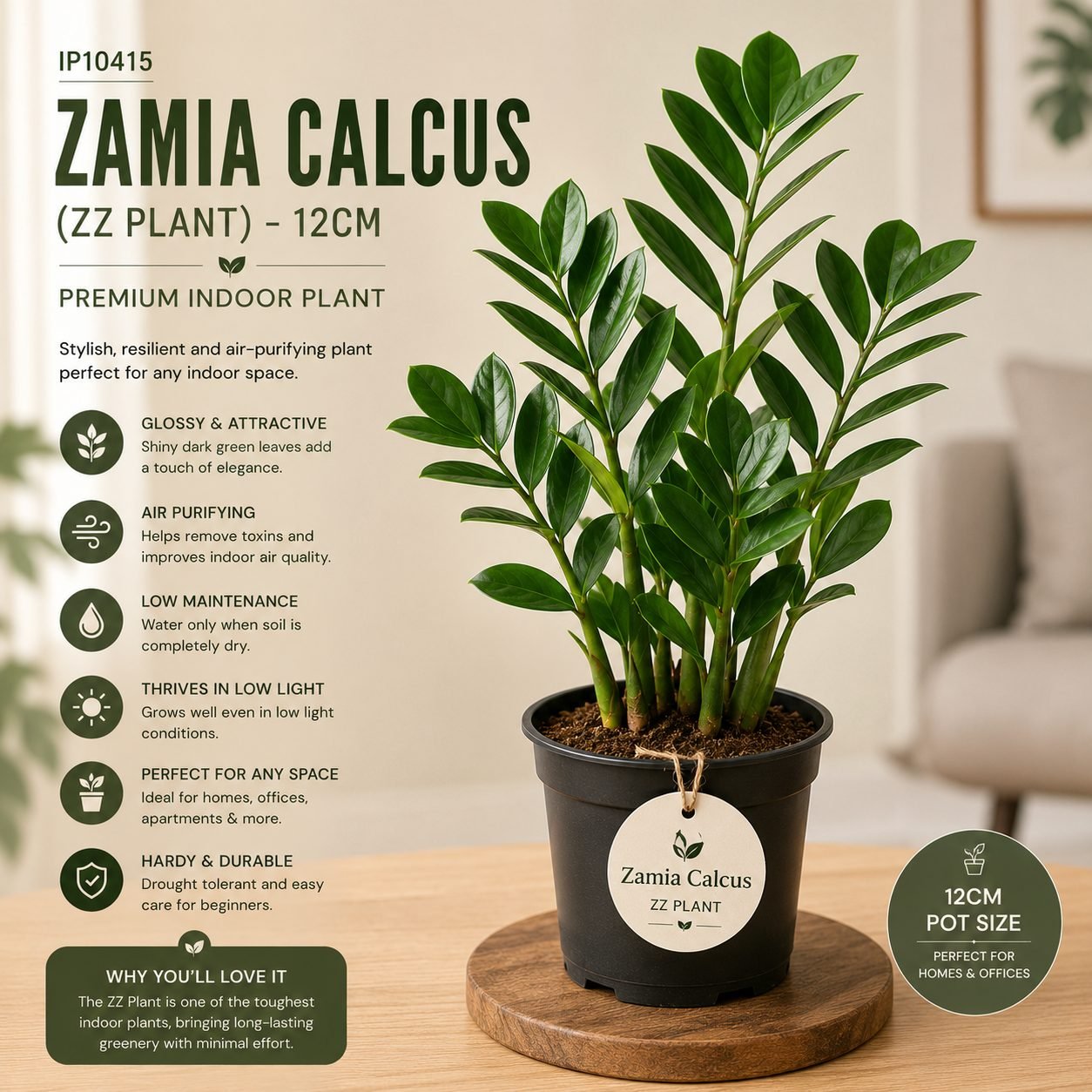 Zamia Calcus (ZZ Plant) – 12 cm Pot - Premium Zamioculcas Indoor Plant