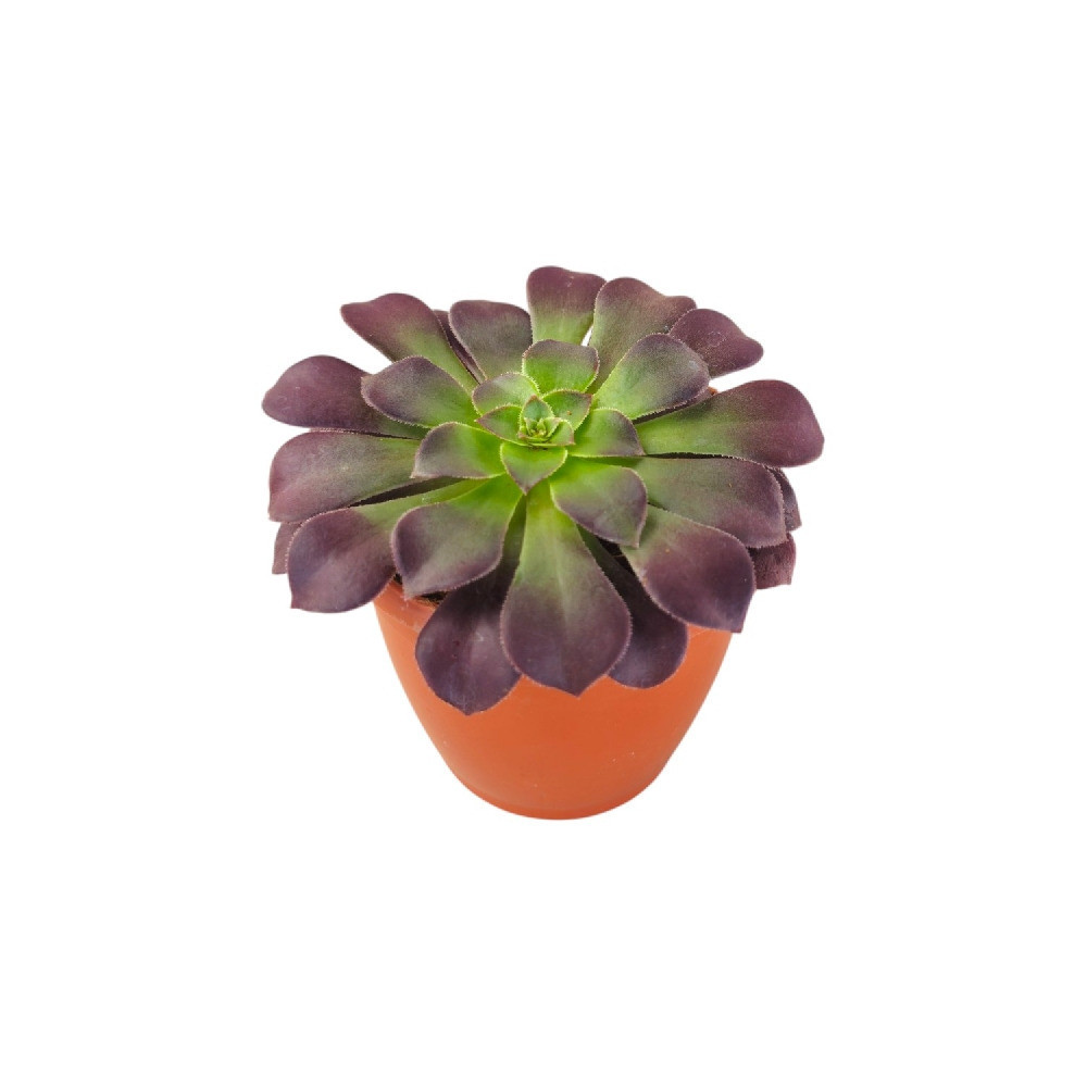 Aeonium Atropurpureum Plant – Rare Purple Succulent for Home & Office Decor - Nook & Nature