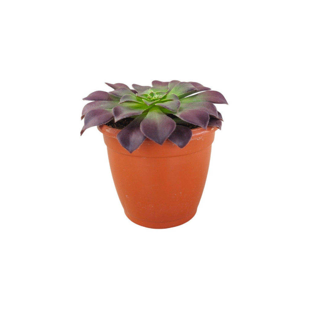 Aeonium Atropurpureum Plant – Rare Purple Succulent for Home & Office Decor - Nook & Nature