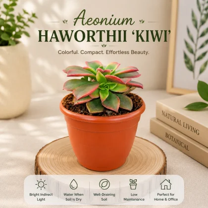 Aeonium Haworthii 'Kiwi' – Colorful Variegated Succulent Plant for Home & Office Decor