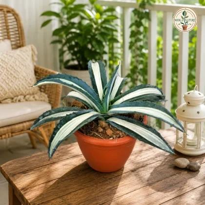 Agave Americana ‘Mediopicta Alba’ – Rare White Variegated Century Plant for Home & Garden Decor - Nook & Nature