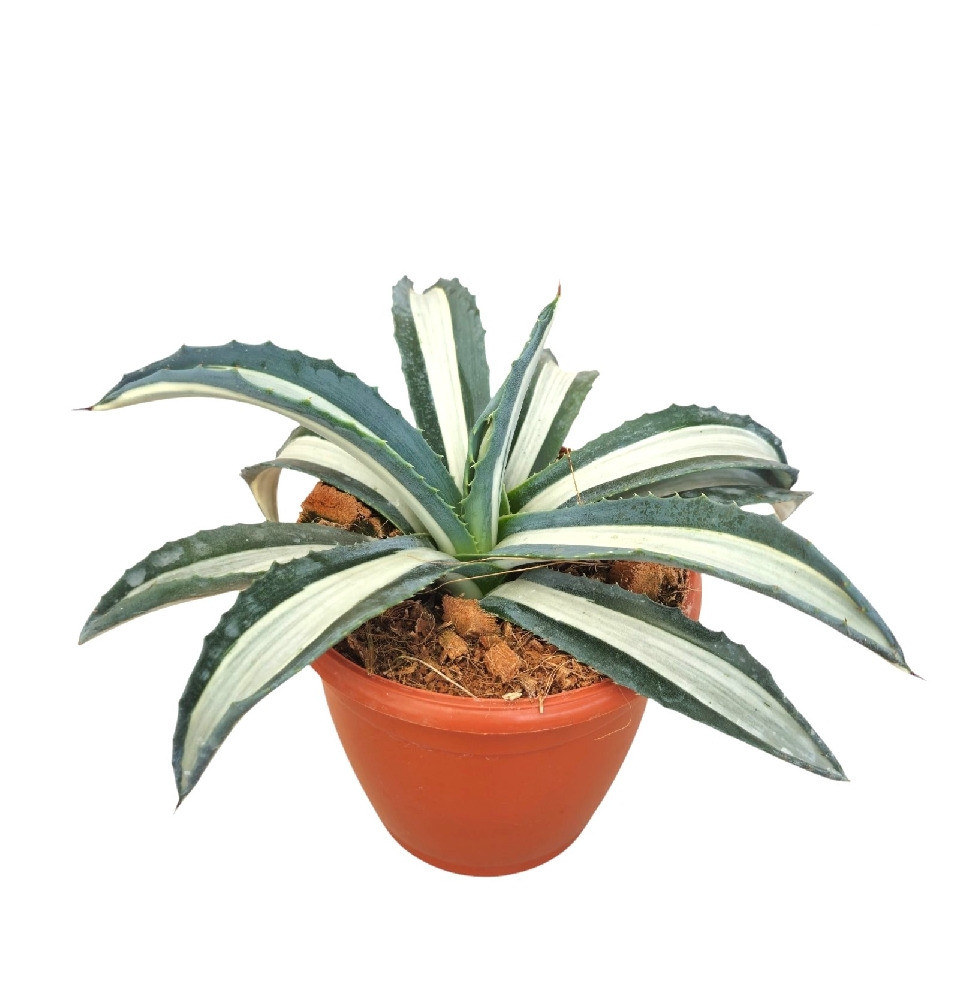 Agave Americana ‘Mediopicta Alba’ – Rare White Variegated Century Plant for Home & Garden Decor - Nook & Nature