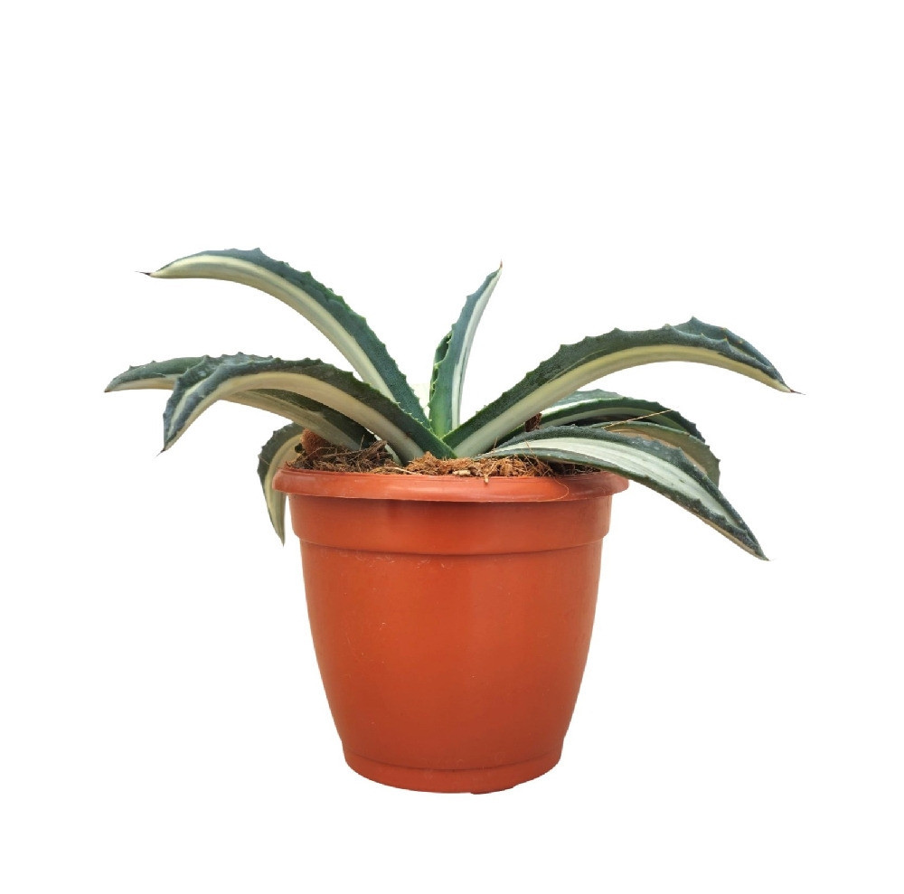 Agave Americana ‘Mediopicta Alba’ – Rare White Variegated Century Plant for Home & Garden Decor - Nook & Nature