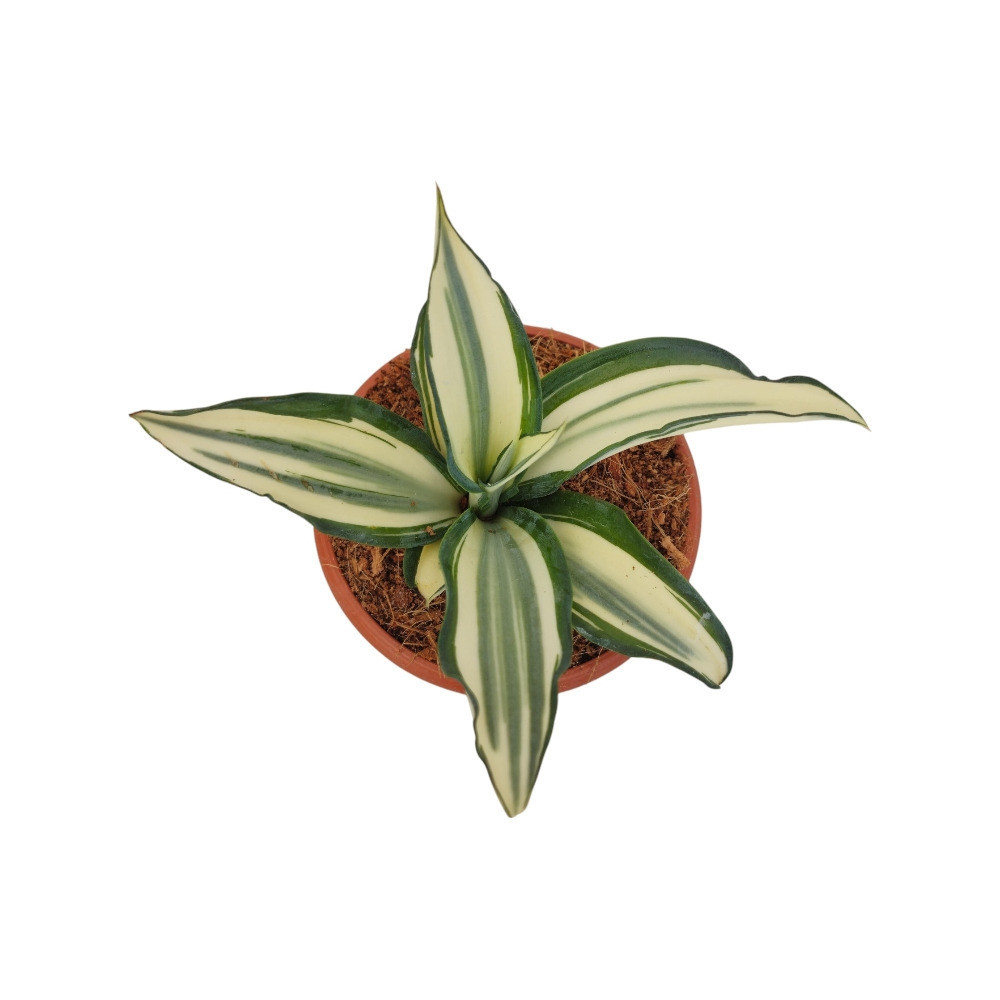 Agave Desmetiana ‘Ivory Star’ – Rare Variegated Succulent for Home & Garden Decor - Nook & Nature