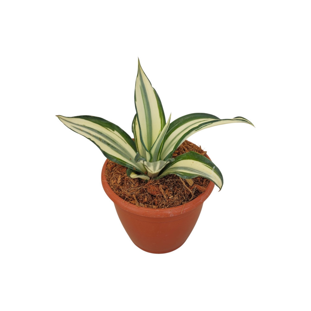 Agave Desmetiana ‘Ivory Star’ – Rare Variegated Succulent for Home & Garden Decor - Nook & Nature