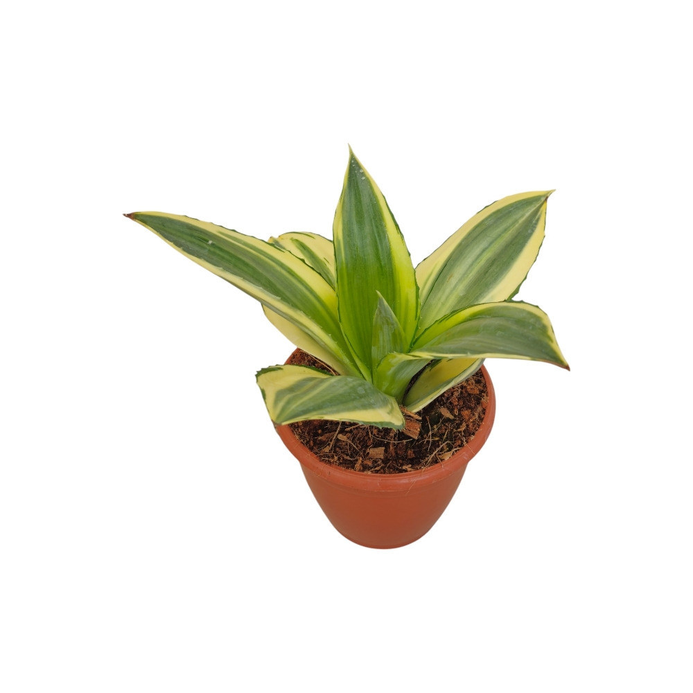 Agave Desmetiana ‘Joe Hoak’ – Rare Golden Variegated Agave for Home & Garden Decor - Nook & Nature