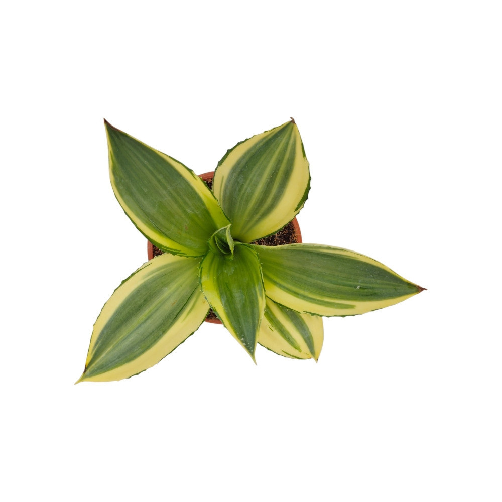 Agave Desmetiana ‘Joe Hoak’ – Rare Golden Variegated Agave for Home & Garden Decor - Nook & Nature