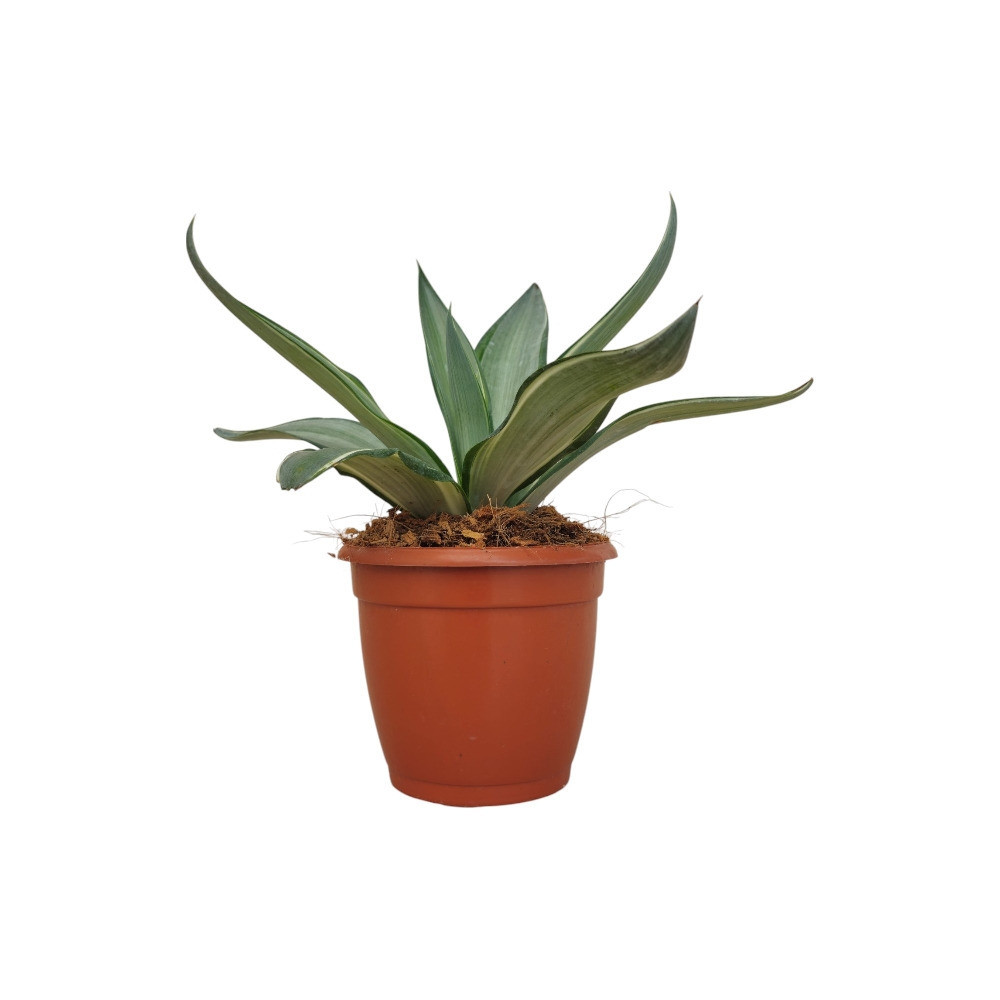 Agave Desmetiana ‘Silver Star’ – Rare Silver-Green Variegated Agave for Home & Garden Decor - Nook & Nature