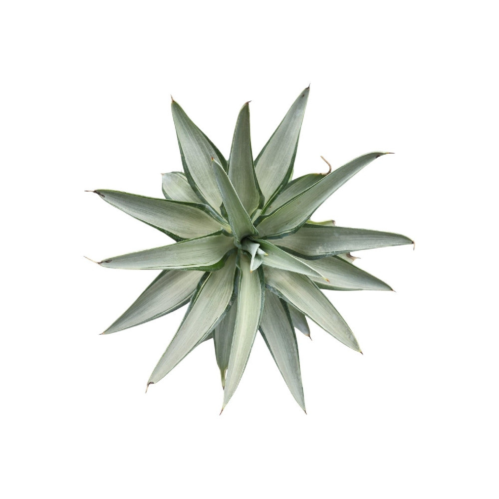 Agave Desmetiana ‘Silver Star’ – Rare Silver-Green Variegated Agave for Home & Garden Decor - Nook & Nature