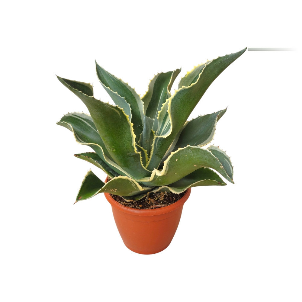 Agave Gypsophila ‘Ivory Curls’ – Rare Variegated Succulent for Home & Garden Decor - Nook & Nature