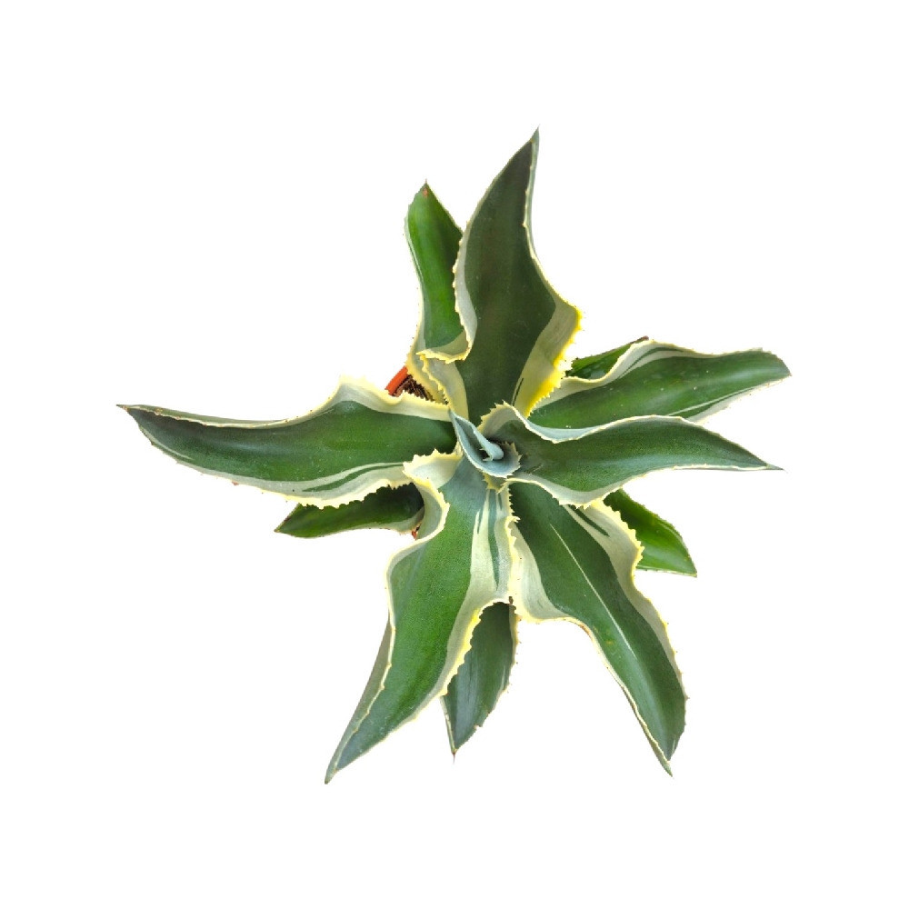 Agave Gypsophila ‘Ivory Curls’ – Rare Variegated Succulent for Home & Garden Decor - Nook & Nature