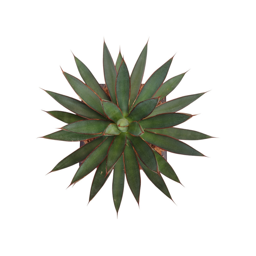 Agave Hybrida ‘Burnt Burgundy’ – Rare Burgundy-Toned Succulent for Home & Garden Decor - Nook & Nature