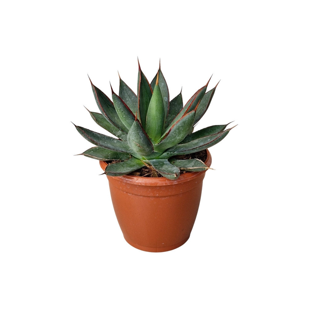 Agave Hybrida ‘Burnt Burgundy’ – Rare Burgundy-Toned Succulent for Home & Garden Decor - Nook & Nature