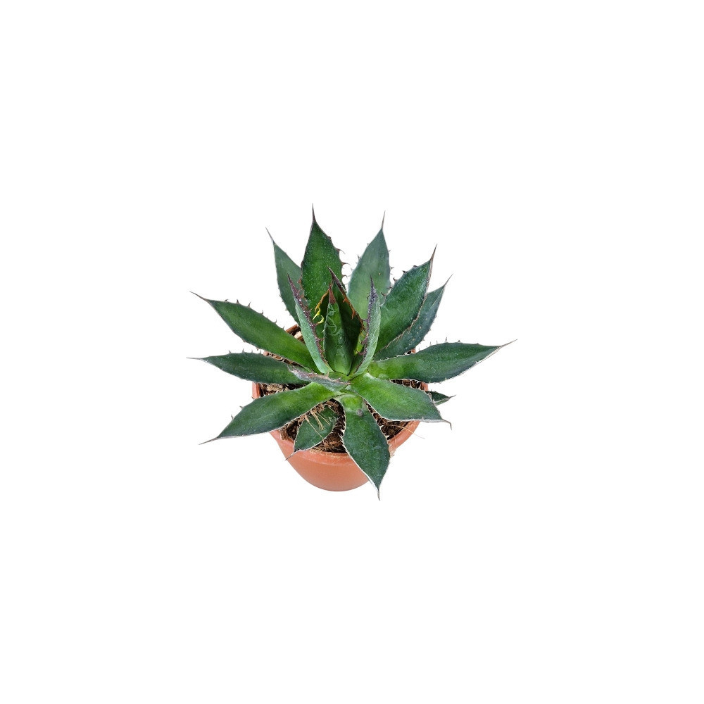 Agave Hybrida ‘Shaka Zulu’ – Rare Dark-Toned Architectural Succulent for Home & Garden Decor - Nook & Nature