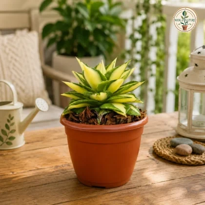 Agave Isthemensis Mediopicta Gold Rare Variegated Succulent For Home Office Decor H2 - Nook & Nature
