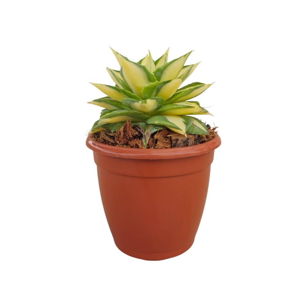 Agave Isthemensis ‘Mediopicta Gold’ – Rare Variegated Succulent for Home & Office Decor - Nook & Nature