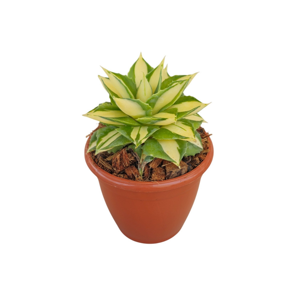 Agave Isthemensis ‘Mediopicta Gold’ – Rare Variegated Succulent for Home & Office Decor - Nook & Nature