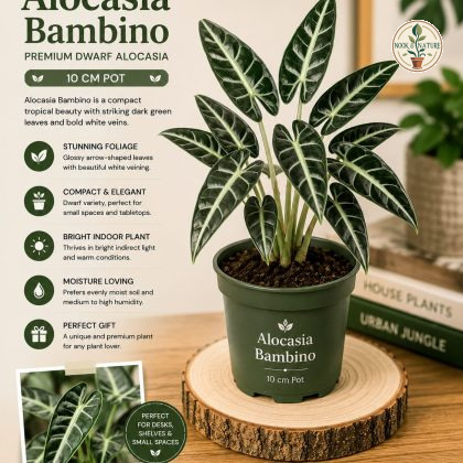 Alocasia Bambino – 10 cm Pot – Premium Dwarf Alocasia Indoor Plant - Nook & Nature