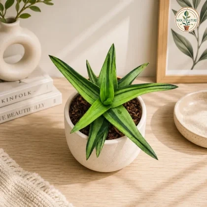 Aloe Haworthioides Black Gem Variegated Rare Variegated Collectors Succulent H2 - Nook & Nature