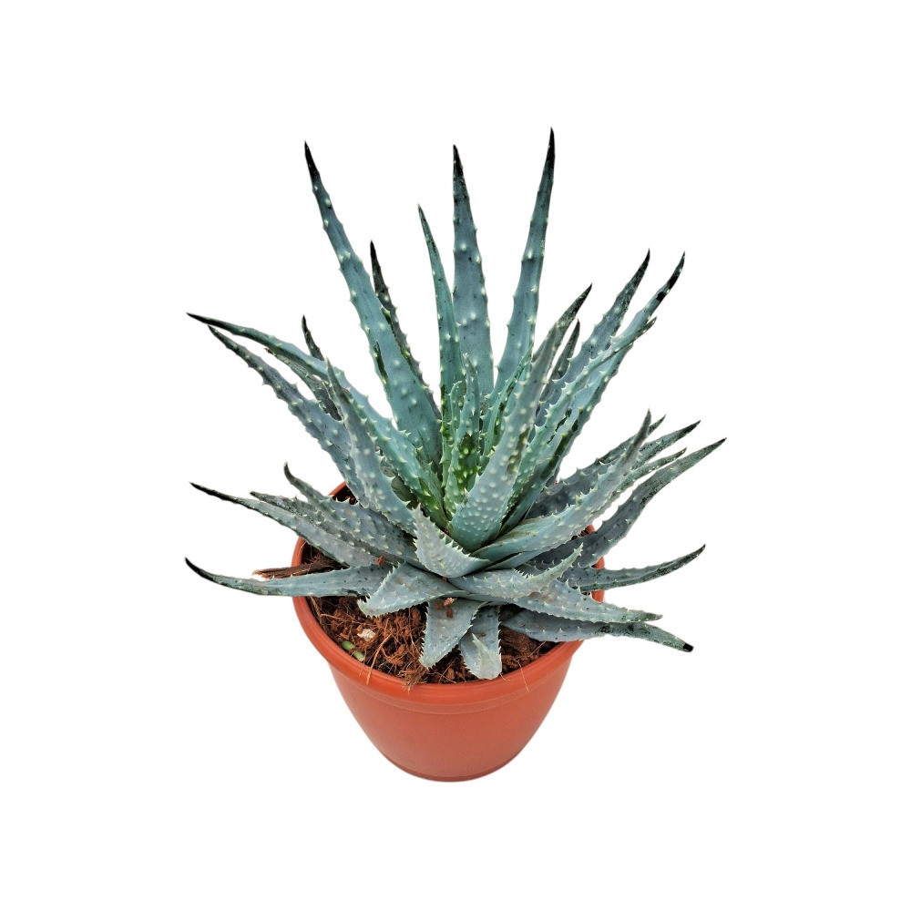 Aloe humilis – Hedgehog Aloe | Rare Compact Succulent - Nook & Nature