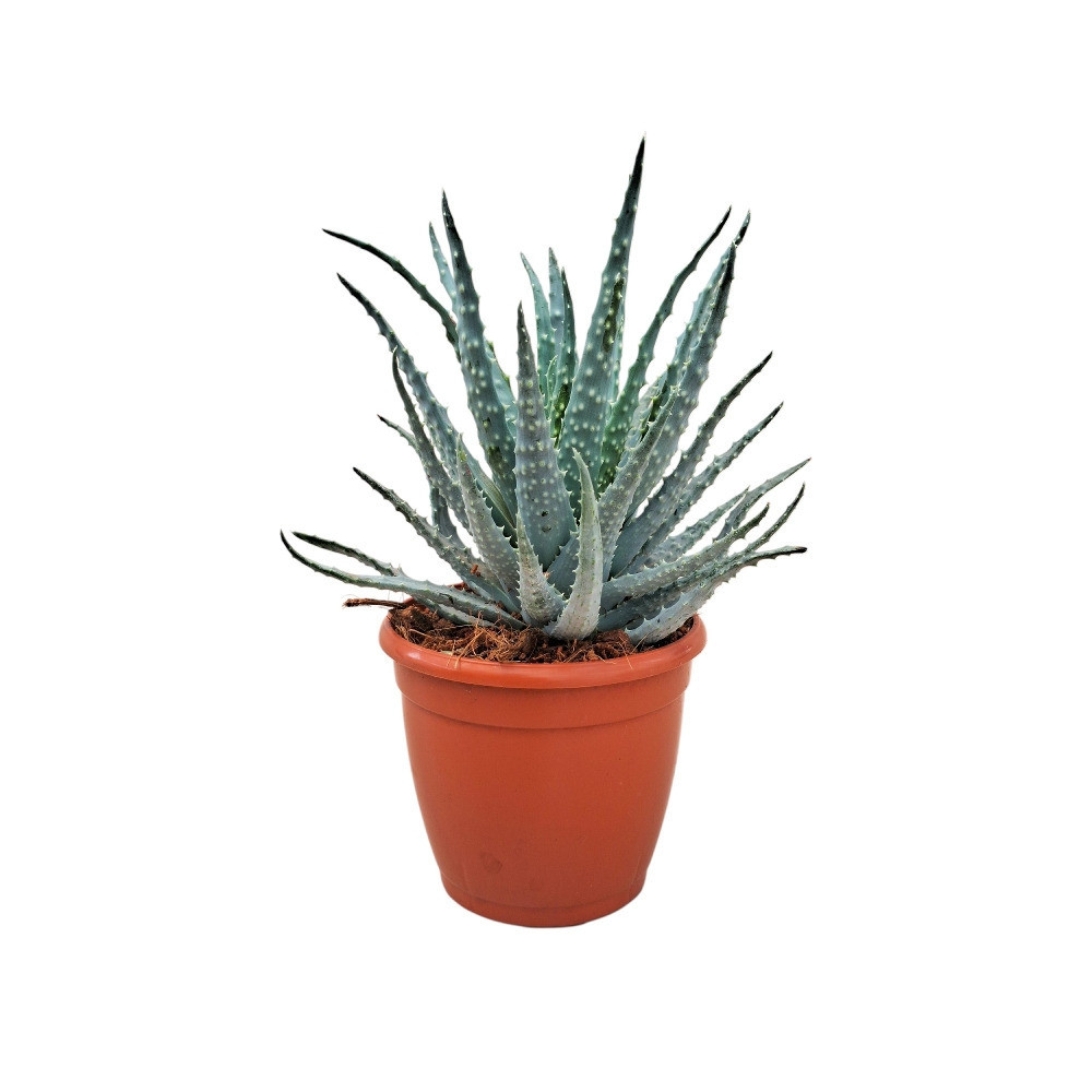 Aloe humilis – Hedgehog Aloe | Rare Compact Succulent - Nook & Nature