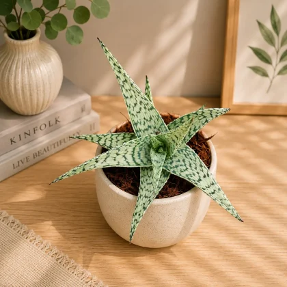 Aloe hybrida ‘Doran Black’ – Rare Dark Foliage Hybrid Succulent - Nook & Nature