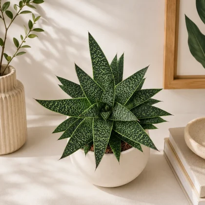 Aloe Hybrida Flow Rare Ornamental Hybrid Succulent H1 - Nook & Nature