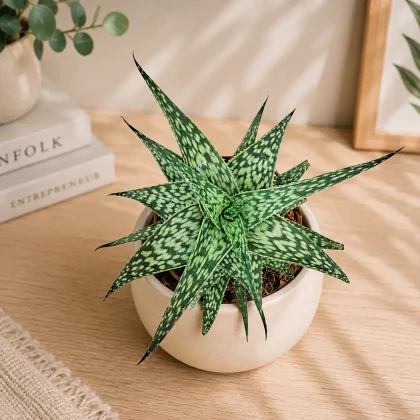 Aloe hybrida ‘Mini White’ – Rare Compact White-Spotted Succulent - Nook & Nature