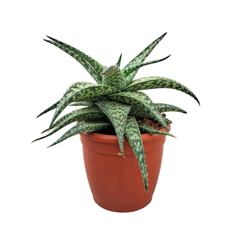 Aloe hybrida ‘Mini White’ – Rare Compact White-Spotted Succulent - Nook & Nature