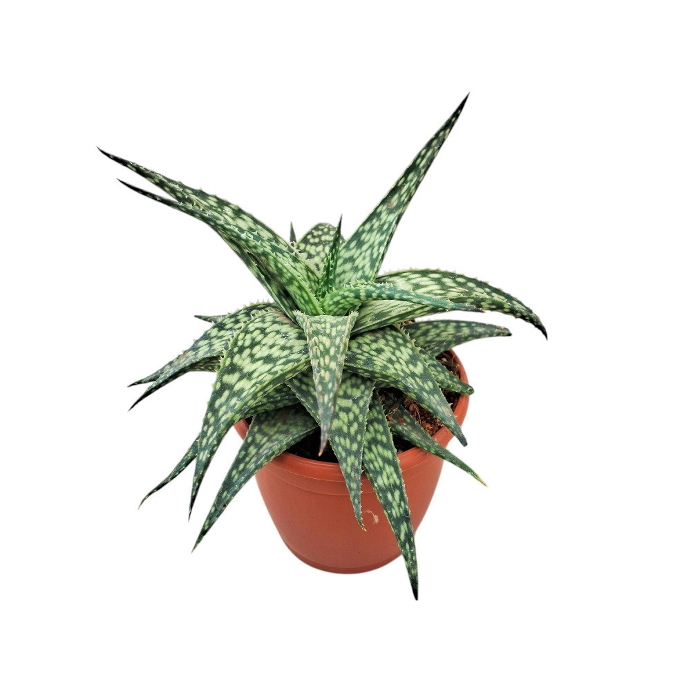 Aloe hybrida ‘Mini White’ – Rare Compact White-Spotted Succulent - Nook & Nature