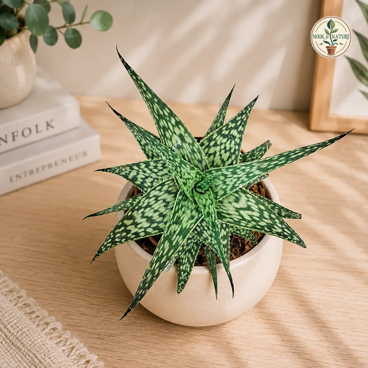 Aloe Hybrida Mini White Rare Compact White Spotted Succulent H2 - Nook & Nature