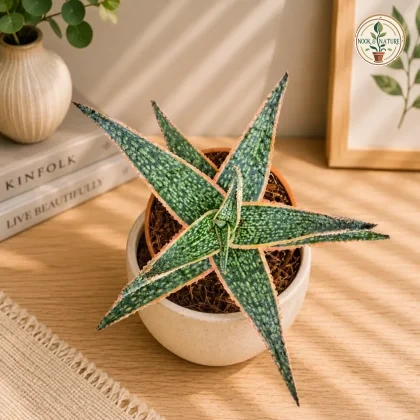 Aloe Hybrida Oik Rare Compact Hybrid Succulent H2 - Nook & Nature