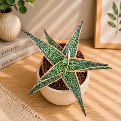 Aloe Hybrida Oik Rare Compact Hybrid Succulent H2 - Nook & Nature