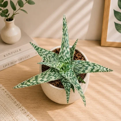 Aloe hybrida ‘Snowflake’ – Rare White-Patterned Hybrid Succulent - Nook & Nature