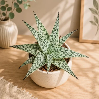 Aloe Hybrida Snowstorm Rare Frosted Hybrid Succulent H1 - Nook & Nature