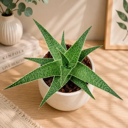 Aloe Hybrida Starburst Rare Star Shaped Hybrid Succulent H2 - Nook & Nature