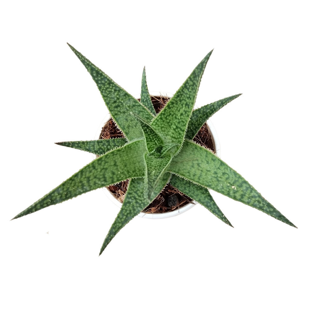Aloe hybrida ‘Starburst’ – Rare Star-Shaped Hybrid Succulent - Nook & Nature