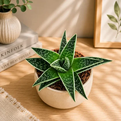 Aloe Hybrida Tiki Rare Architectural Hybrid Succulent H1 - Nook & Nature