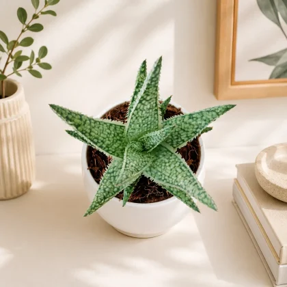 Aloe Hybrids ‘Blizzard’ - Nook & Nature