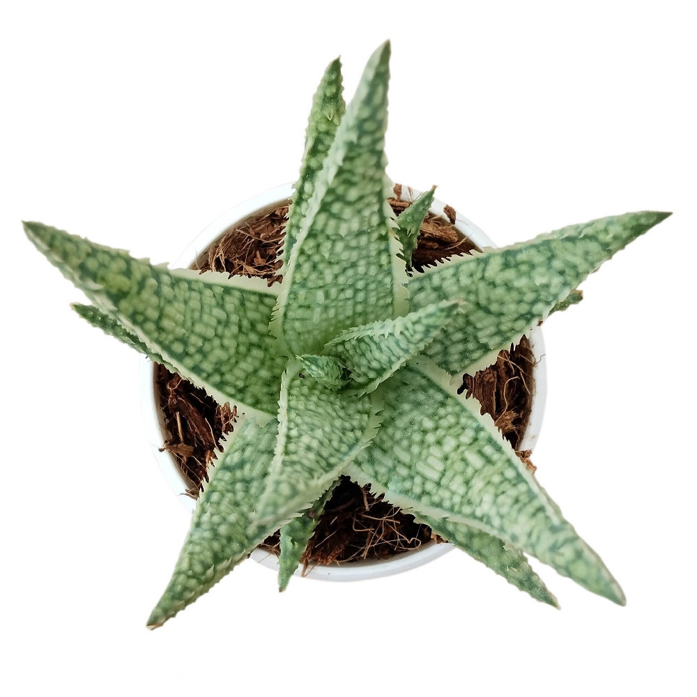 Aloe Hybrids ‘Blizzard’ - Nook & Nature