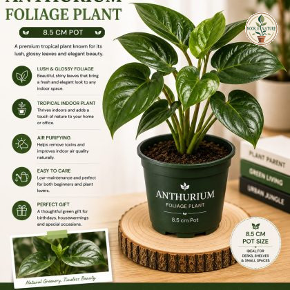 Anthurium Foliage Plant – 8.5 cm Pot – Premium Tropical Foliage Anthurium - Nook & Nature