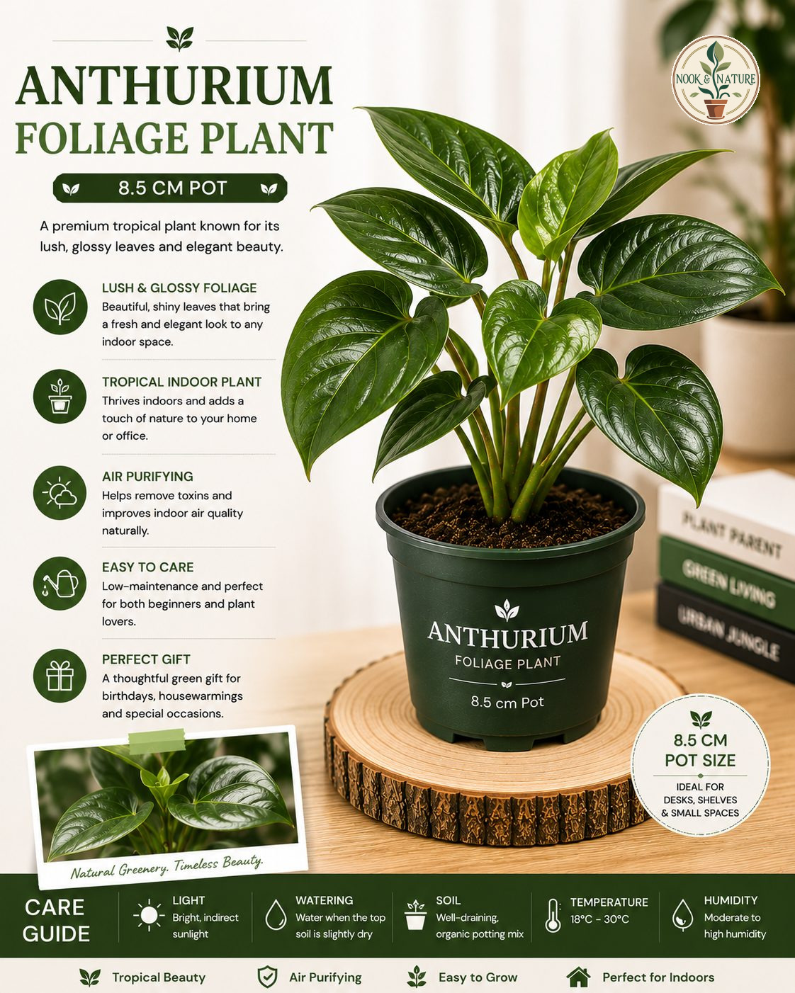 Anthurium Foliage Plant – 8.5 cm Pot – Premium Tropical Foliage Anthurium - Nook & Nature