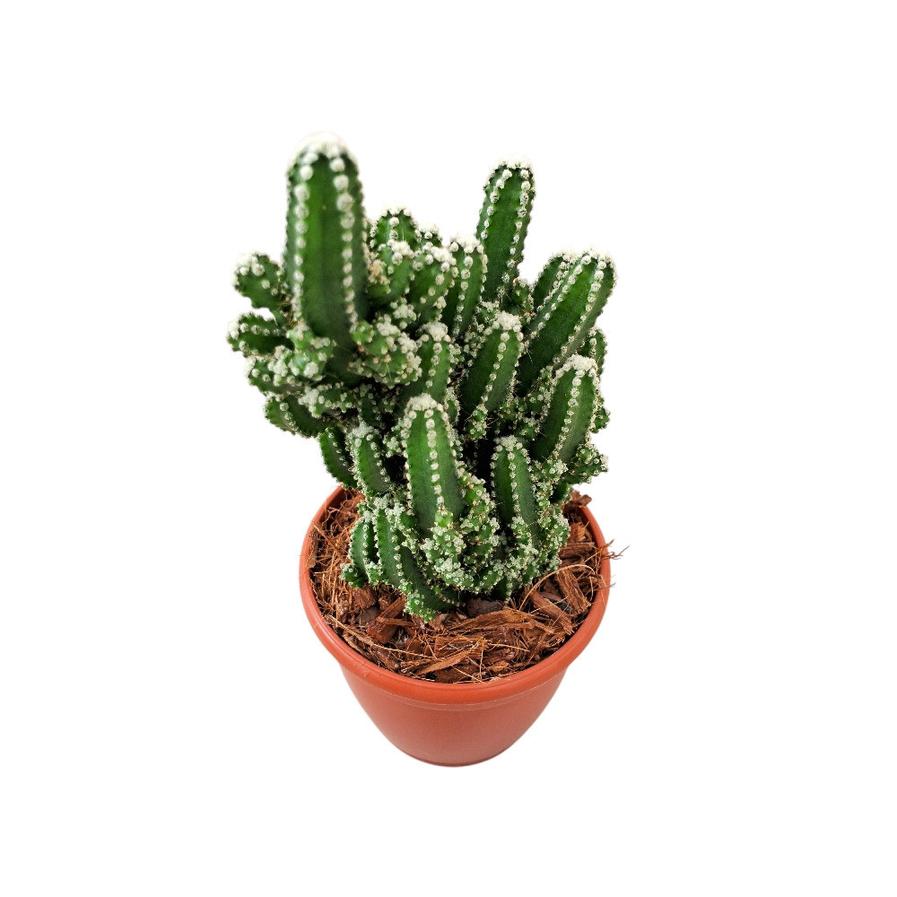Cereus peruvianus ‘Florida’ (Monstrose Mini) - Nook & Nature